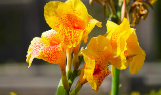 Yellow gramophone flower