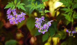 Flowers bunch