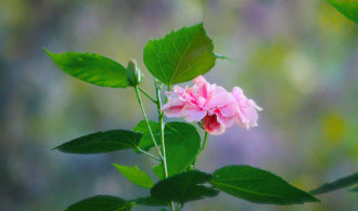 Pink flower