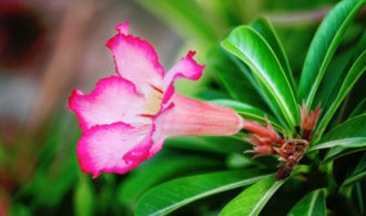 Flower closeup