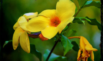 Yellow flower