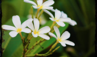 White flower