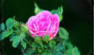 Pink rose