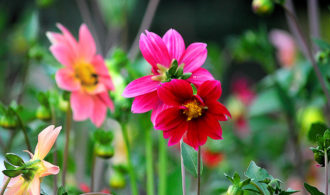 Flower festival New Delhi