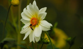 White sunflower