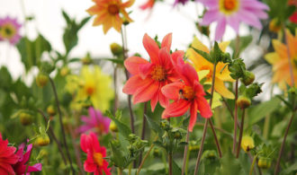 Flowers Canon 55-250mm lens