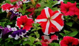 Two color stripped flowers