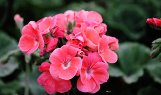 Pink flowers bunch