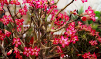 Cactus flower