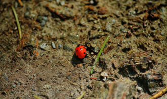 Ladybird