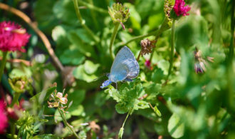 Flowers with butterfly