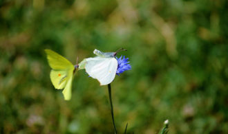 Butterfly mating