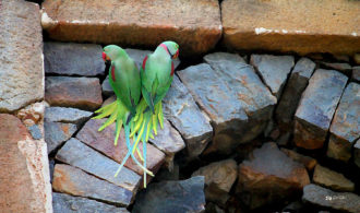 Indian Parrot